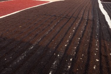 Kahve çekirdekleri güneşte kuruyor. Kahve çiftliğindeki kahve tarlaları