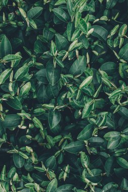 Top of Green tea leaf in the morning, tea plantation