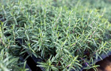 Taze Rosemary Herb dışarıda yetişiyor. Biberiye yaprakları Yakın plan.