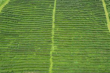 Aerail view Tea farm with sea of mist, green tree, blue mountain