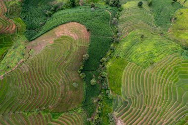 Mae Cham Chiangmai Kuzey Tayland 'daki pirinç tarlası.