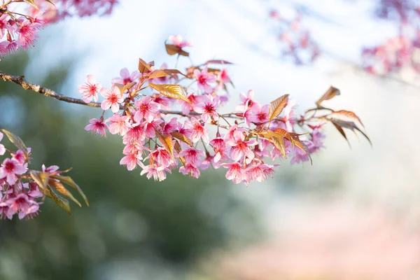 Vahşi Himalaya kirazının (Prunus cerasoides) ya da Thai sakura çiçeğinin yakın çekimi