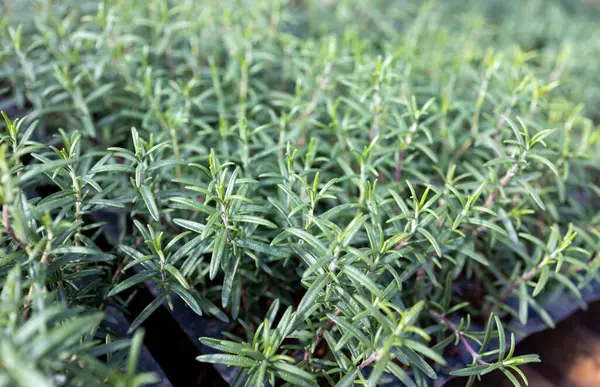 Taze Rosemary Herb dışarıda yetişiyor. Biberiye yaprakları Yakın plan.