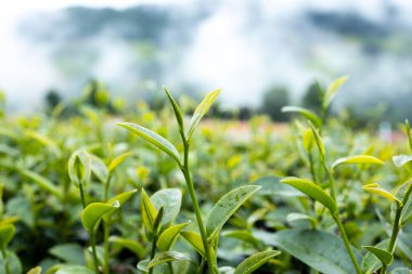 Top of Green tea leaf in the morning, tea plantation