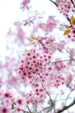 Vahşi Himalaya kirazının (Prunus cerasoides) ya da Thai sakura çiçeğinin yakın çekimi