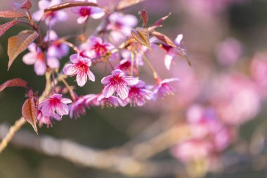 Vahşi Himalaya kirazının (Prunus cerasoides) ya da Thai sakura çiçeğinin yakın çekimi