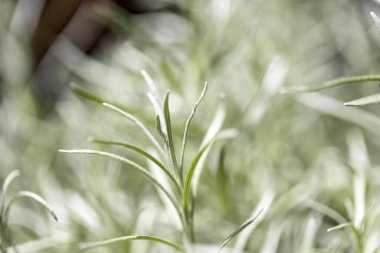 Taze Rosemary Herb dışarıda yetişiyor. Biberiye yaprakları Yakın plan.