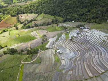 Mae Cham Chiangmai Kuzey Tayland 'da pirinç tarlası.
