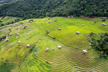 Mae Cham Chiangmai Kuzey Tayland 'da pirinç tarlası.