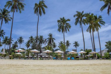 Beautiful tropical island with beach and coconut palm tree, freedom beach phuket