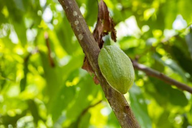 Meyveli kakao ağacı. Sarı ve yeşil kakao kabukları ağaçta yetişir.