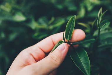 Top of Green tea leaf in the morning, tea plantation