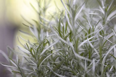 Taze Rosemary Herb dışarıda yetişiyor. Biberiye yaprakları Yakın plan.