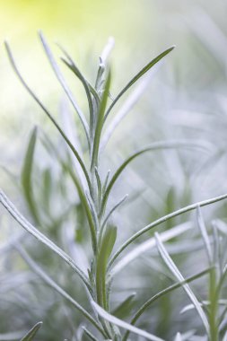Taze Rosemary Herb dışarıda yetişiyor. Biberiye yaprakları Yakın plan.
