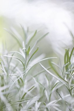 Taze Rosemary Herb dışarıda yetişiyor. Biberiye yaprakları Yakın plan.