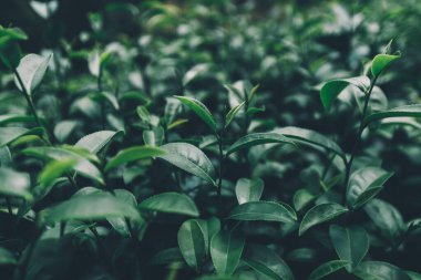 Top of Green tea leaf in the morning, tea plantation