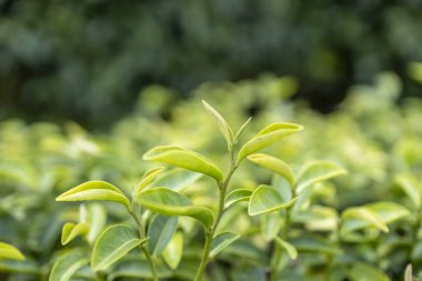 Top of Green tea leaf in the morning, tea plantation
