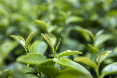Top of Green tea leaf in the morning, tea plantation
