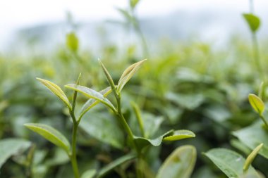 Top of Green tea leaf in the morning, tea plantation
