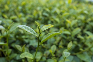 Top of Green tea leaf in the morning, tea plantation