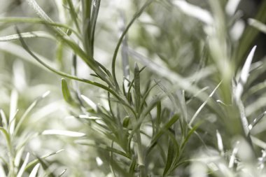 Taze Rosemary Herb dışarıda yetişiyor. Biberiye yaprakları Yakın plan.