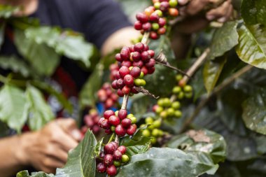 Tarımla kahve böğürtlenleri topluyorum. Kuzey Tayland 'da ağaçta olgunlaşan kahve çekirdekleri.