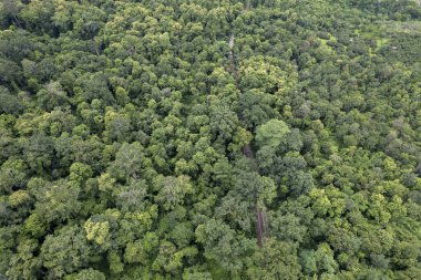 Yeşil ormandan ve dağdan geçen kırsal yolun üst görüntüsü.