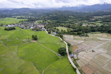 Pirinç alan çiftçi ve Tayland'da sabah, Güneş