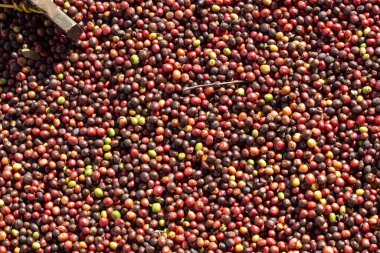 Kahve çekirdekleri güneşte kuruyor. Kahve çiftliğindeki kahve tarlaları