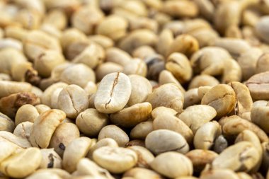 Kahve çekirdekleri güneşte kuruyor. Kahve çiftliğindeki kahve tarlaları