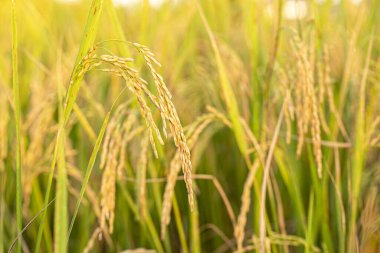  Paddy 'nin kulağına pirinç tohumu. Güzel altın pirinç tarlası ve pirinç kulağı.