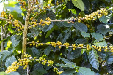  Tarımla yapılmış kahve meyveleri. Kuzey Tayland 'da ağaçta olgunlaşan kahve çekirdekleri.