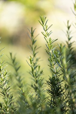 Taze Rosemary Herb dışarıda yetişiyor. Biberiye yaprakları Yakın plan.