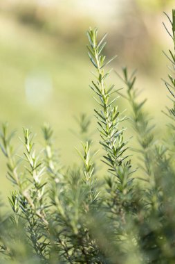Taze Rosemary Herb dışarıda yetişiyor. Biberiye yaprakları Yakın plan.