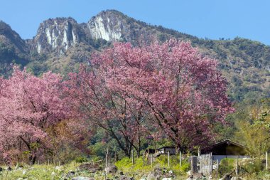 Vahşi Himalaya Kirazı (Prunus cerasoides) veya Thai sakura çiçeği