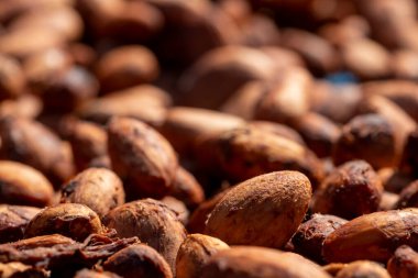 Tahta bir yüzeyde kakao çekirdeği ve kakao kabuğu..