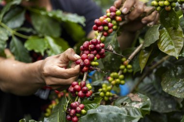 Tarımla yapılmış kahve meyveleri. Kuzey Tayland 'da ağaçta olgunlaşan kahve çekirdekleri.