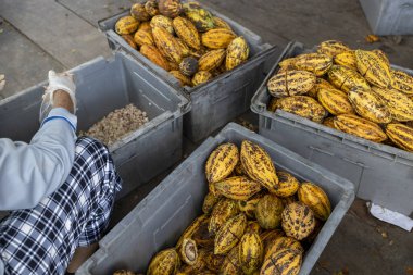 Tahta bir yüzeyde kakao çekirdeği ve kakao kabuğu..