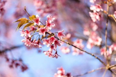 Vahşi Himalaya kirazının (Prunus cerasoides) ya da Thai sakura çiçeğinin yakın çekimi