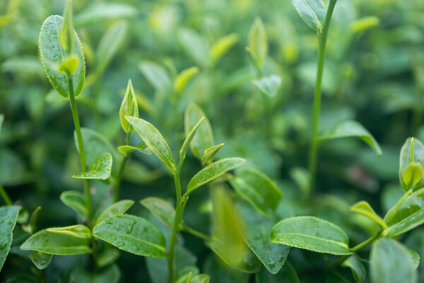 Green tea leaf in the morning, tea plantation