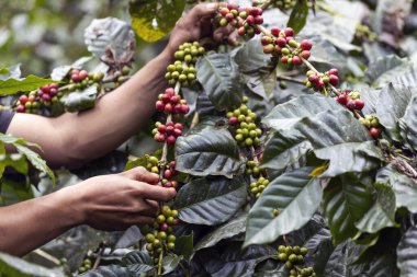 Tarımla yapılmış kahve meyveleri. Kuzey Tayland 'da ağaçta olgunlaşan kahve çekirdekleri.