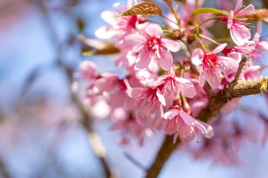 Tarımla yapılmış kahve meyveleri. Kuzey Tayland 'da ağaçta olgunlaşan kahve çekirdekleri.
