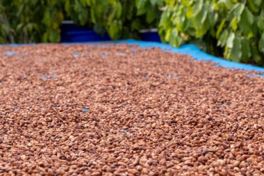 Tahta bir yüzeyde kakao çekirdeği ve kakao kabuğu..