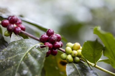 Tarımla yapılmış kahve meyveleri. Kuzey Tayland 'da ağaçta olgunlaşan kahve çekirdekleri.