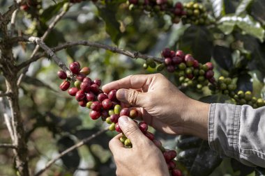 Tarımla yapılmış kahve meyveleri. Kuzey Tayland 'da ağaçta olgunlaşan kahve çekirdekleri.