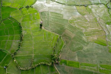 Pirinç alan çiftçi ve Tayland'da sabah, Güneş