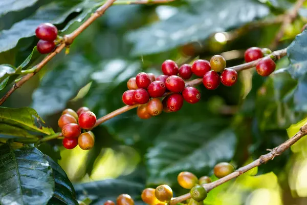 stock image coffee berries by agriculture. Coffee beans ripening on the tree in North of Thailand