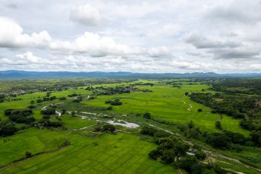 Mae Cham Chiangmai Kuzey Tayland 'da pirinç tarlası.