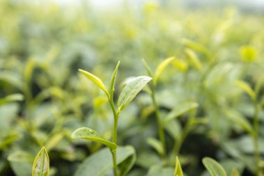 Green tea leaf in the morning, tea plantation