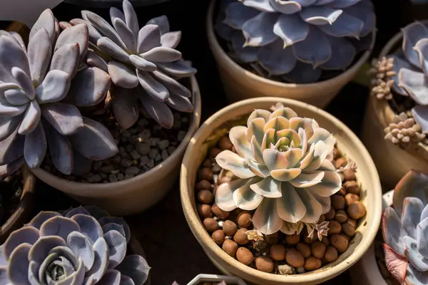 stock image Succulent macro photo. Deep green natural plant.